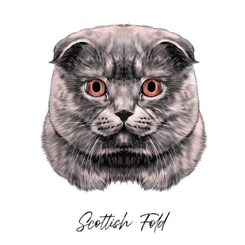 Scottish Fold - Farvet