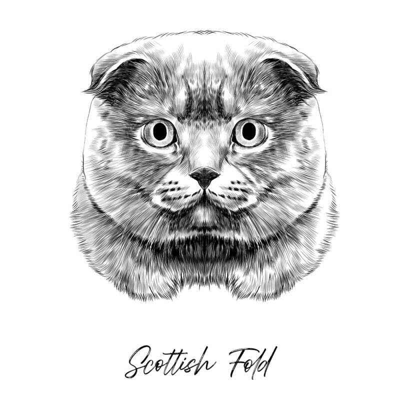 Scottish Fold - Sort/Hvid