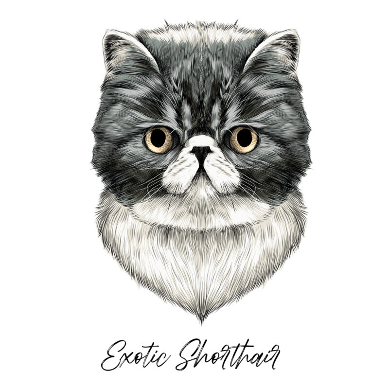 Excotic Shorthair - Farvet