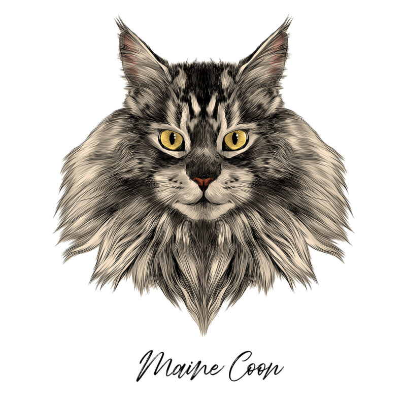 Maine Coon - Farvet