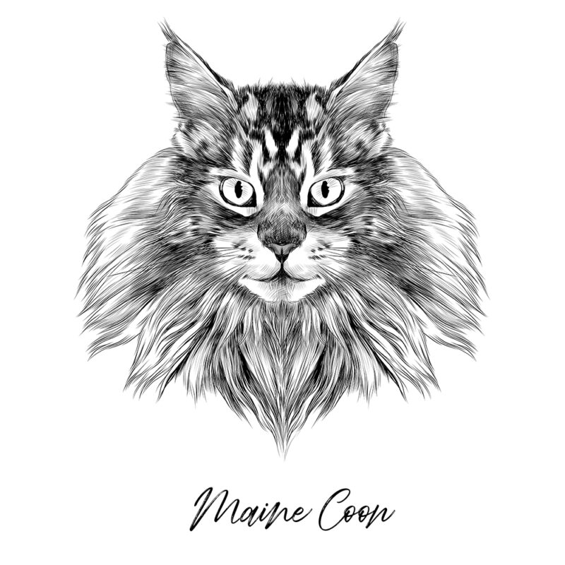 Maine Coon - Sort/Hvid