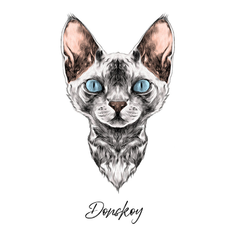 Donskoy - Farvet
