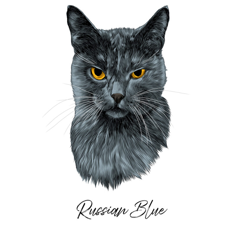 Russian Blue - Farvet