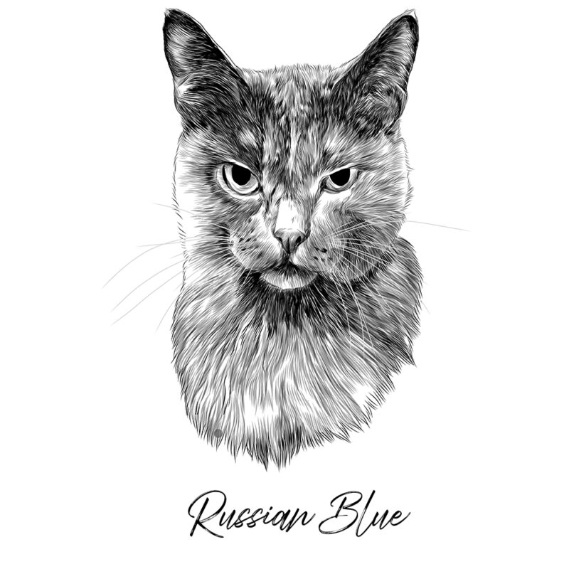 Russian Blue - Sort/Hvid