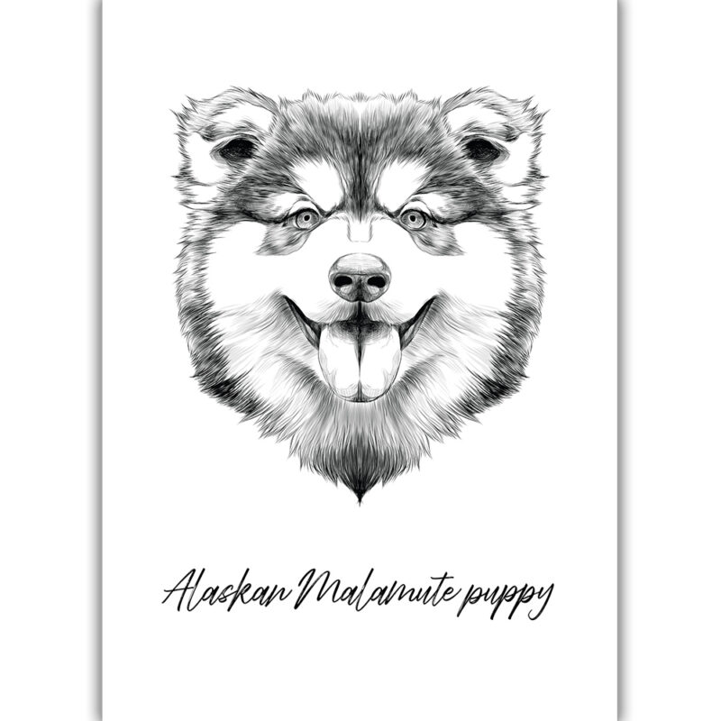 Alaskan Malamute Puppy - Sort/Hvid