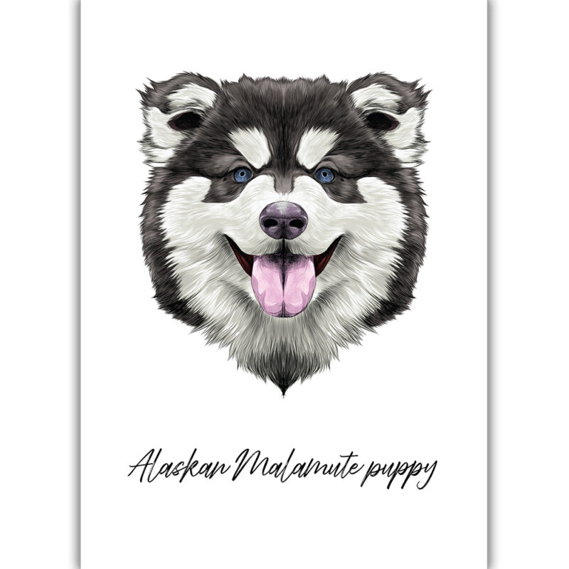 Alaskan Malamute Puppy - Farvet