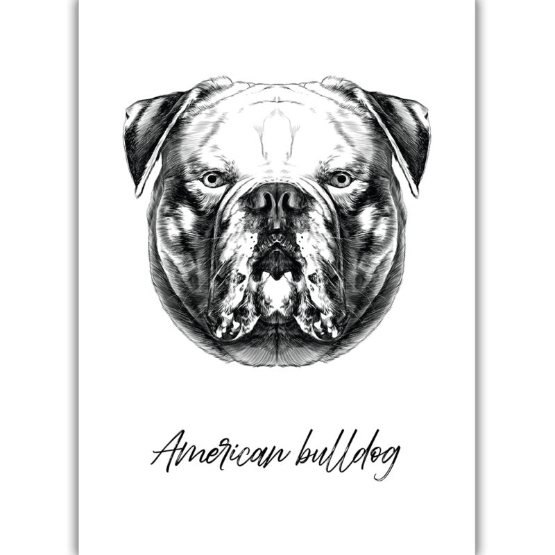 American Bulldog - Sort/Hvid
