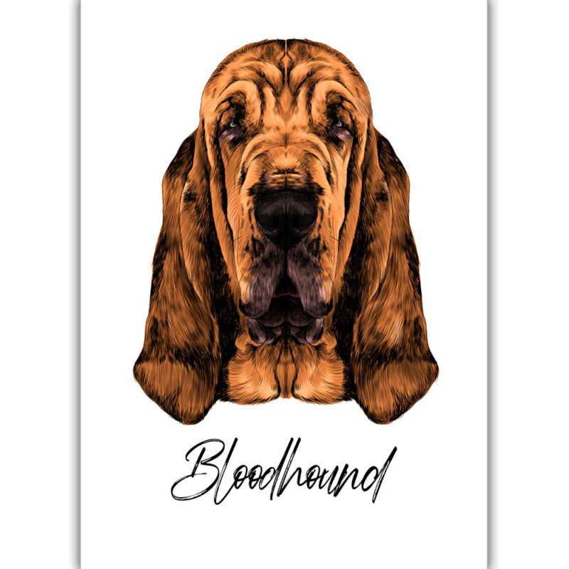 Bloodhound - Farvet