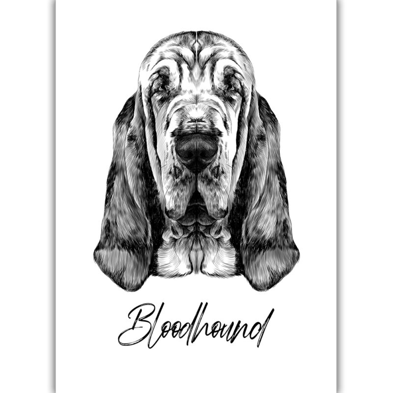Bloodhound - Sort/Hvid