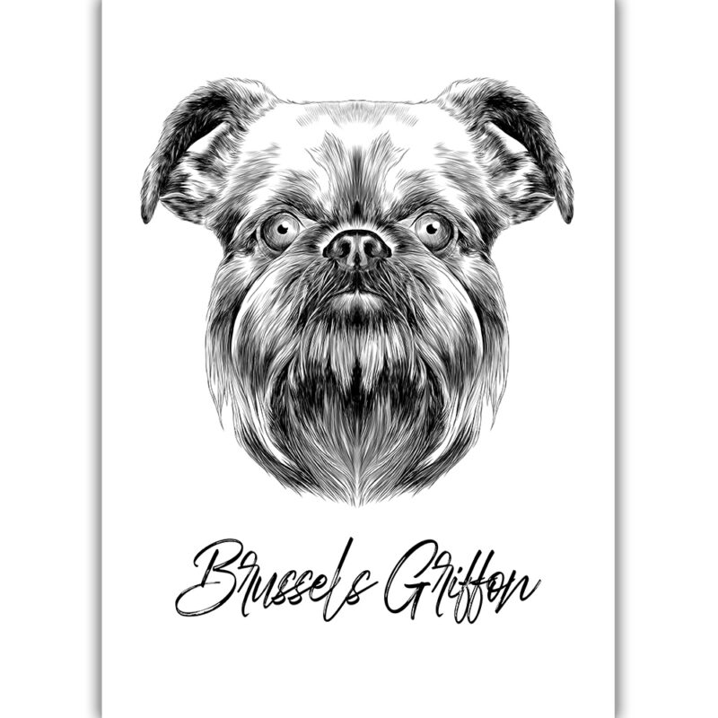 Brussels Griffon - Sort/Hvid