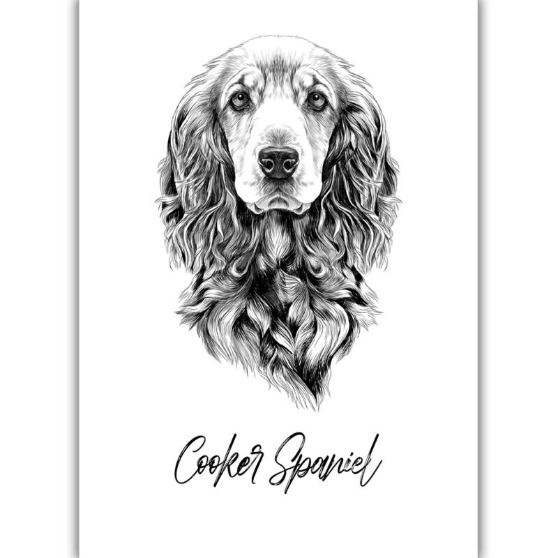 Cocker Spaniel - Sort/Hvid
