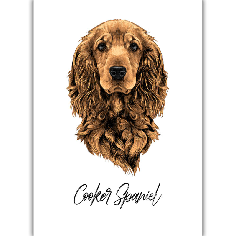 Cocker Spaniel - Farvet