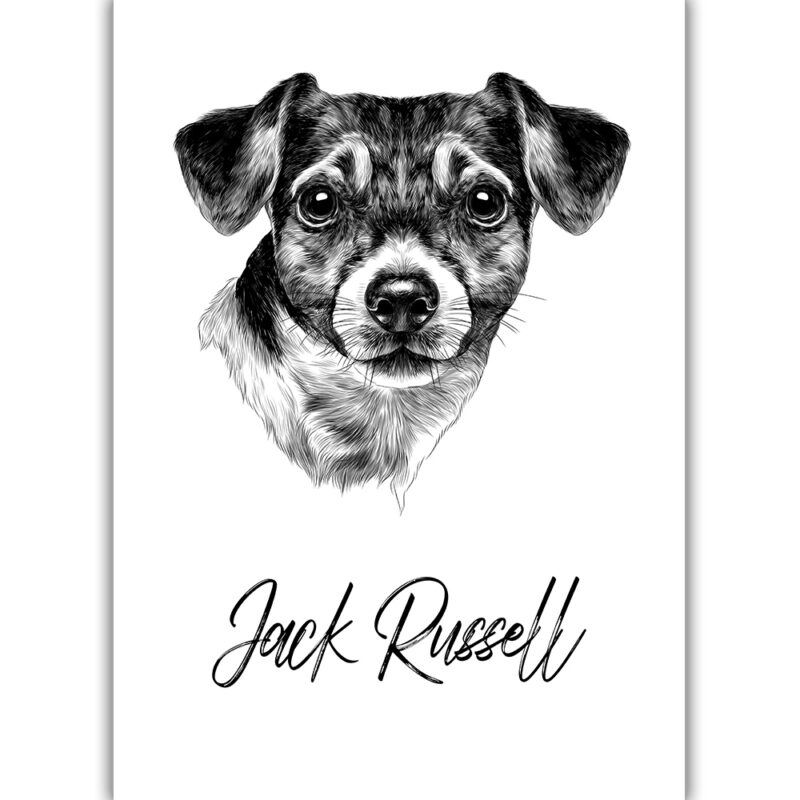 Jack Russell Terrier - Sort/Hvid