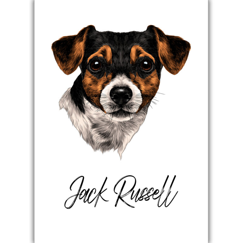 Jack Russell Terrier - Farvet
