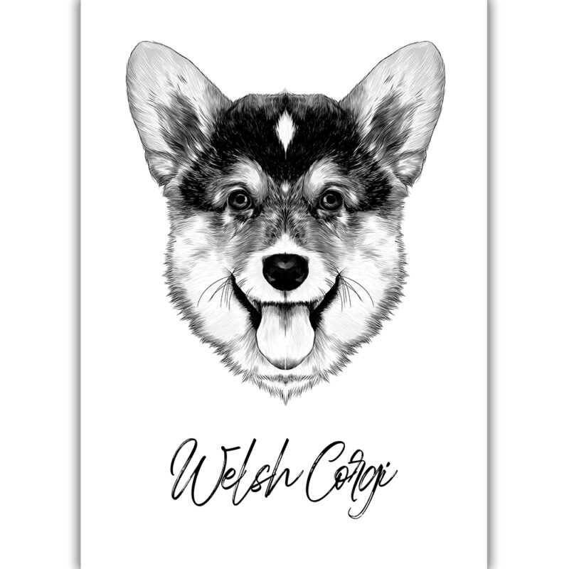 Welsh Corgi - Sort/Hvid