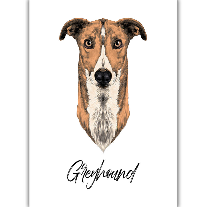 Greyhound - Farvet