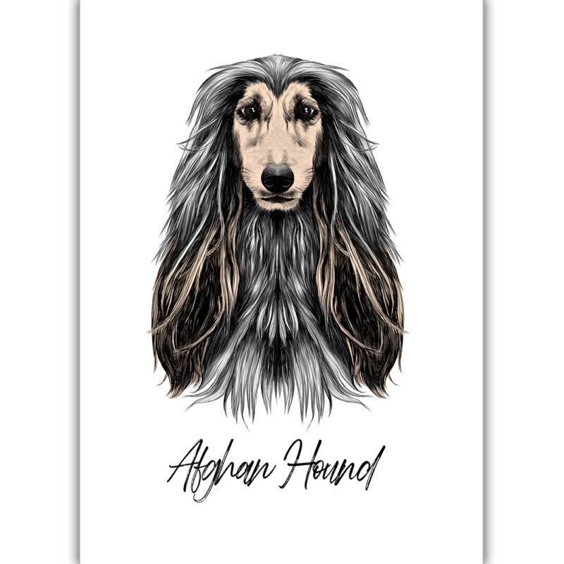 Afghan Hound - Farvet