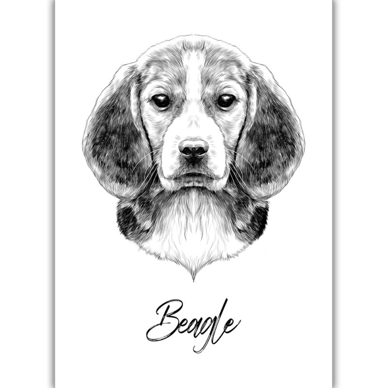 Beagle - Sort/Hvid
