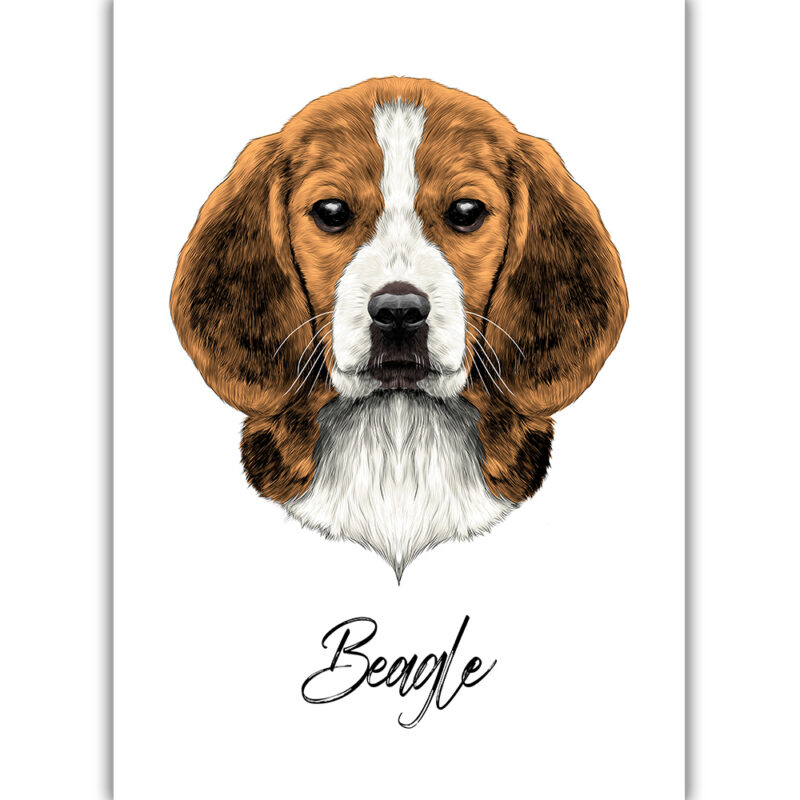 Beagle - Farvet