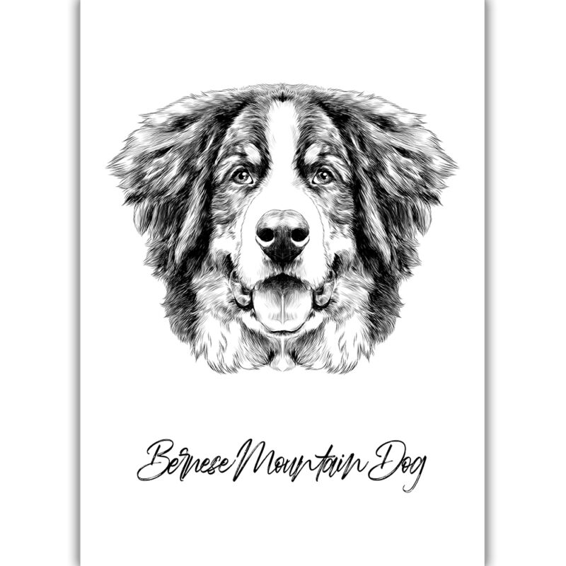 Bernese Mountain Dog - Sort/Hvid