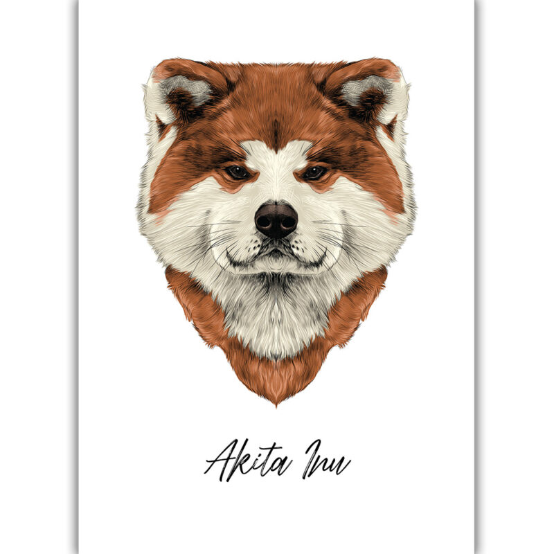 Akita Inu - Farvet