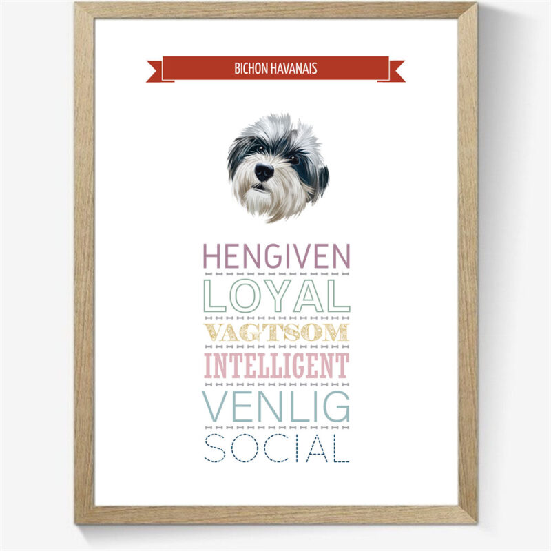 Karaktertræk: Bichon havanais m. billede
