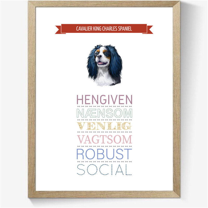 Karaktertræk: Cavalier King Charles spaniel m. billede