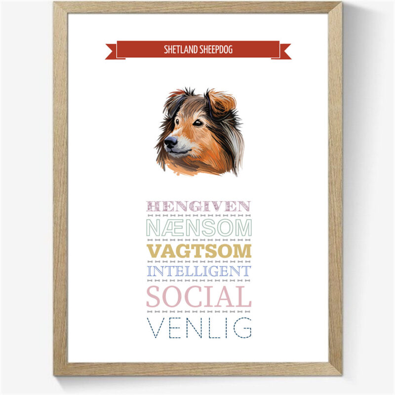 Karaktertræk: Shetland sheepdog m. billede