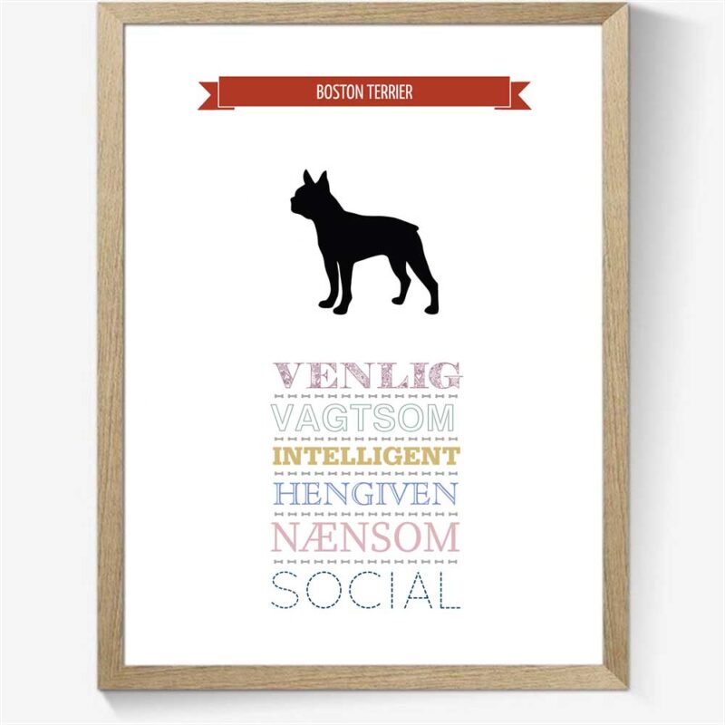 Karaktertræk: Boston terrier