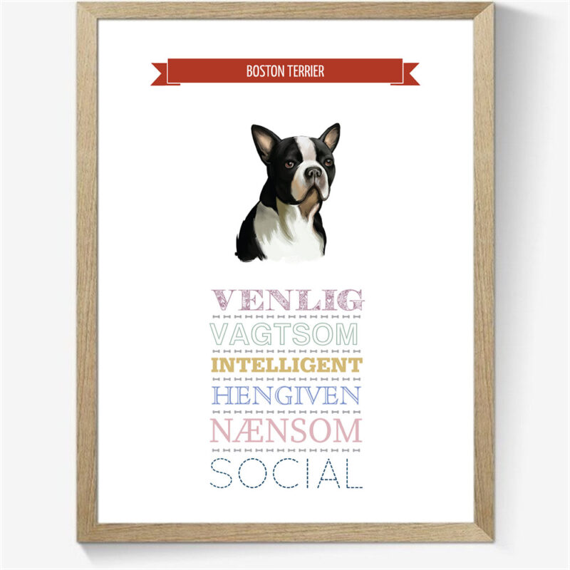 Karaktertræk: Boston terrier m. billede