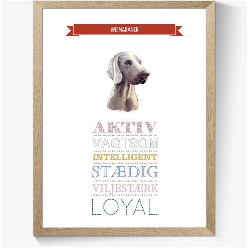 Karaktertræk: Weimaraner m. billede