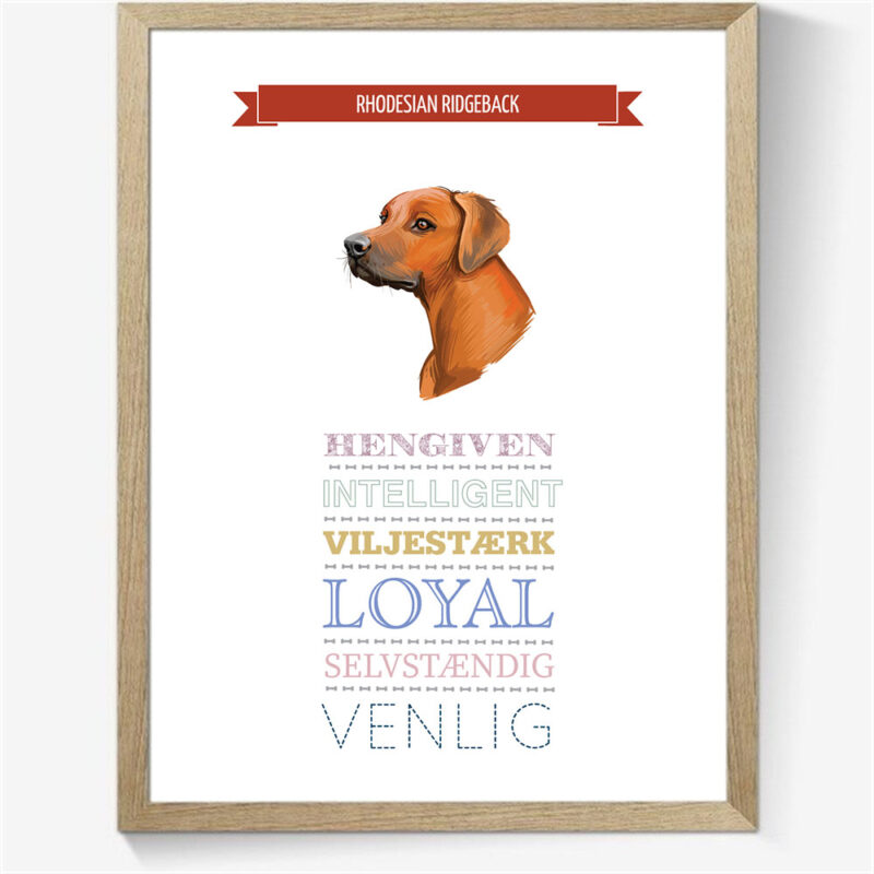 Karaktertræk: Rhodesian ridgeback m. billede