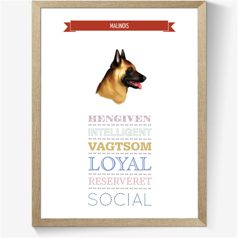 Karaktertræk: Malinois m. billede