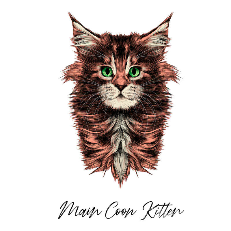 Maine Coon Kitten - Farvet
