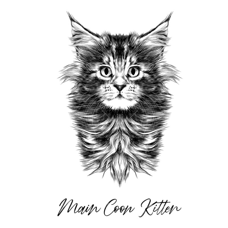 Maine Coon Kitten - Sort/Hvid
