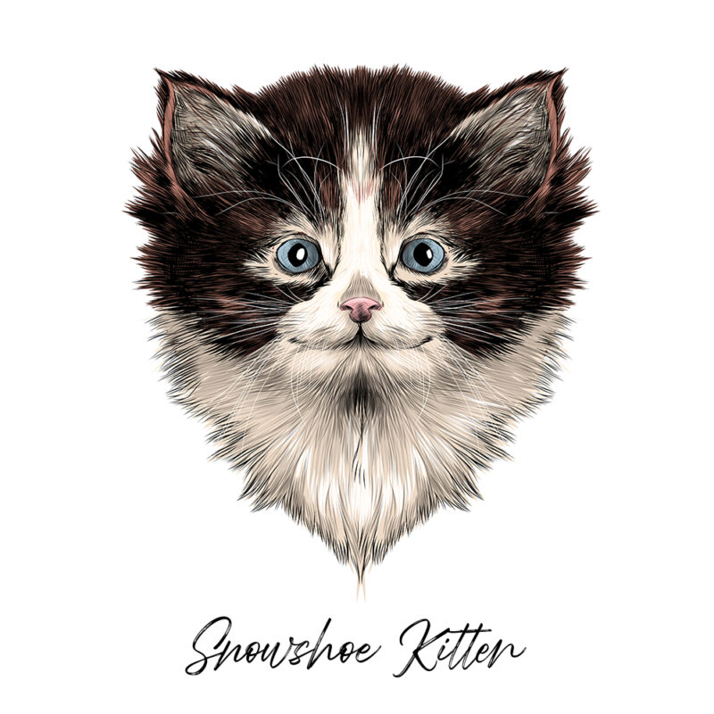 Snowshoe Kitten - Farvet