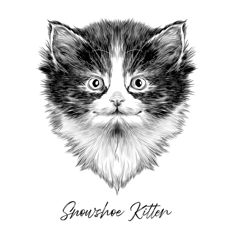 Snowshoe Kitten - Sort/Hvid