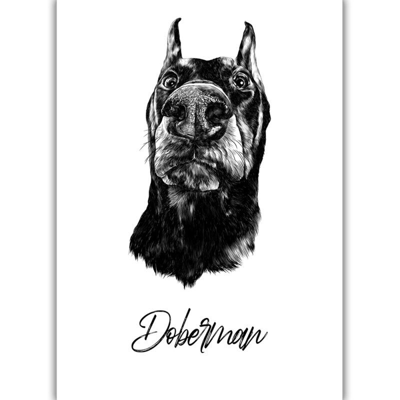 Doberman - Sort/Hvid