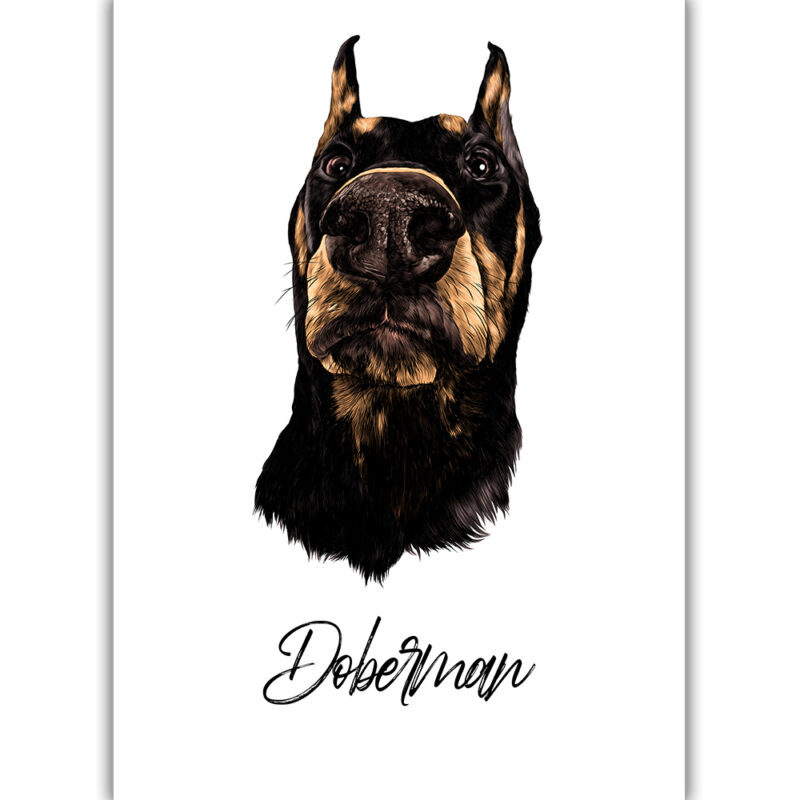 Doberman - Farvet