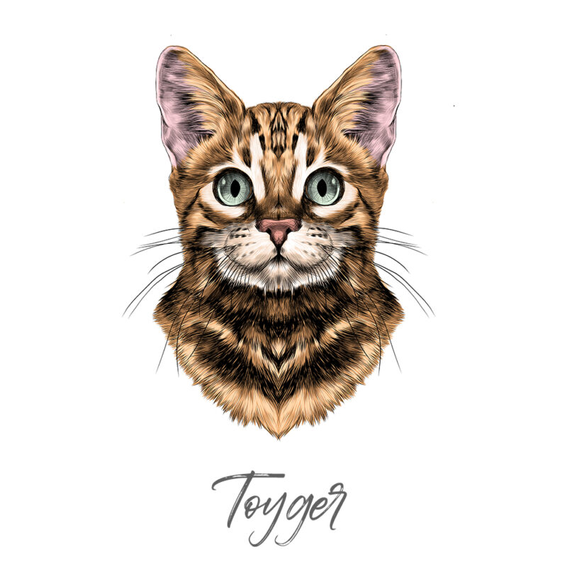 Toyger - Farvet