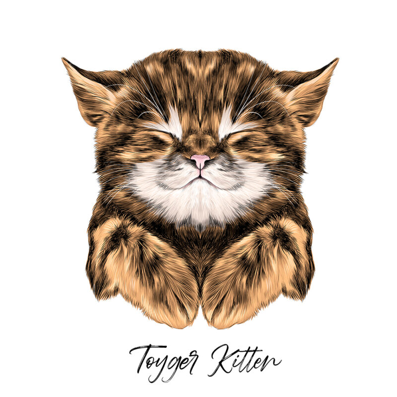 Toyger - Farvet