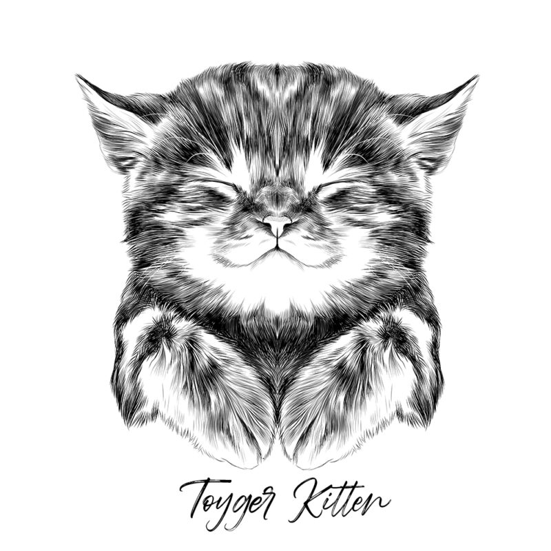 Toyger Kitten - Sort/Hvid