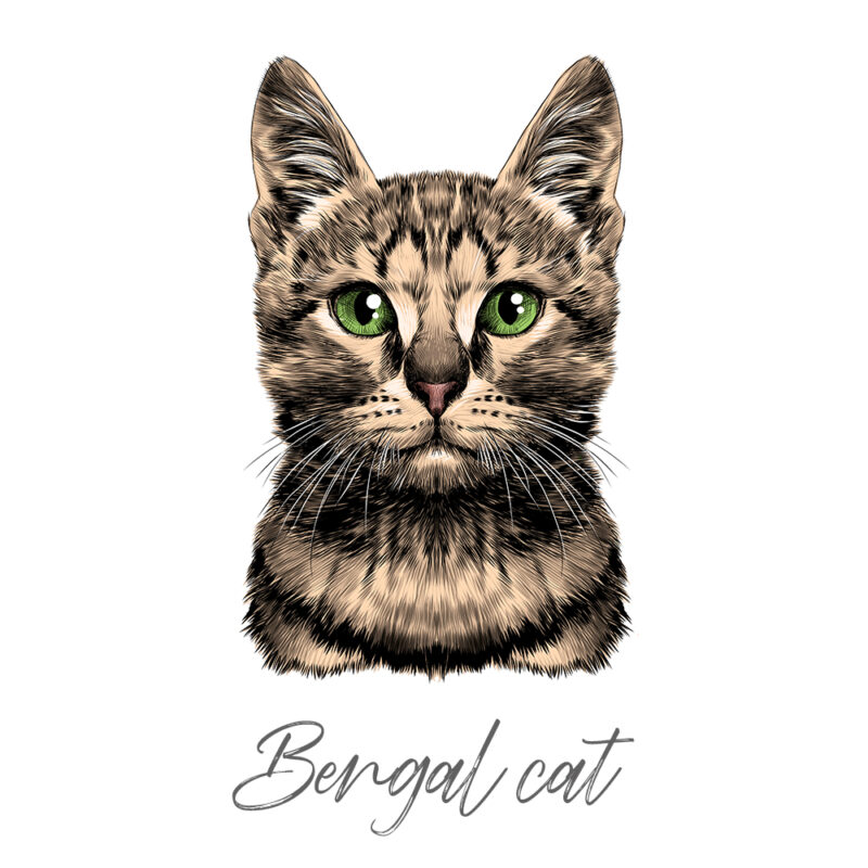 Bengal cat - Farvet