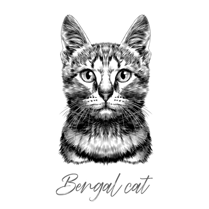 Bengal cat - Sort/Hvid