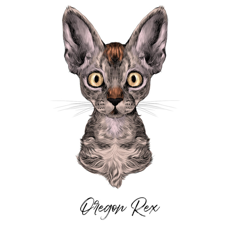 Oregon Rex - Farvet