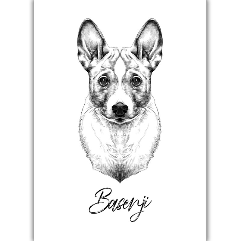 Basenji - Sort/Hvid
