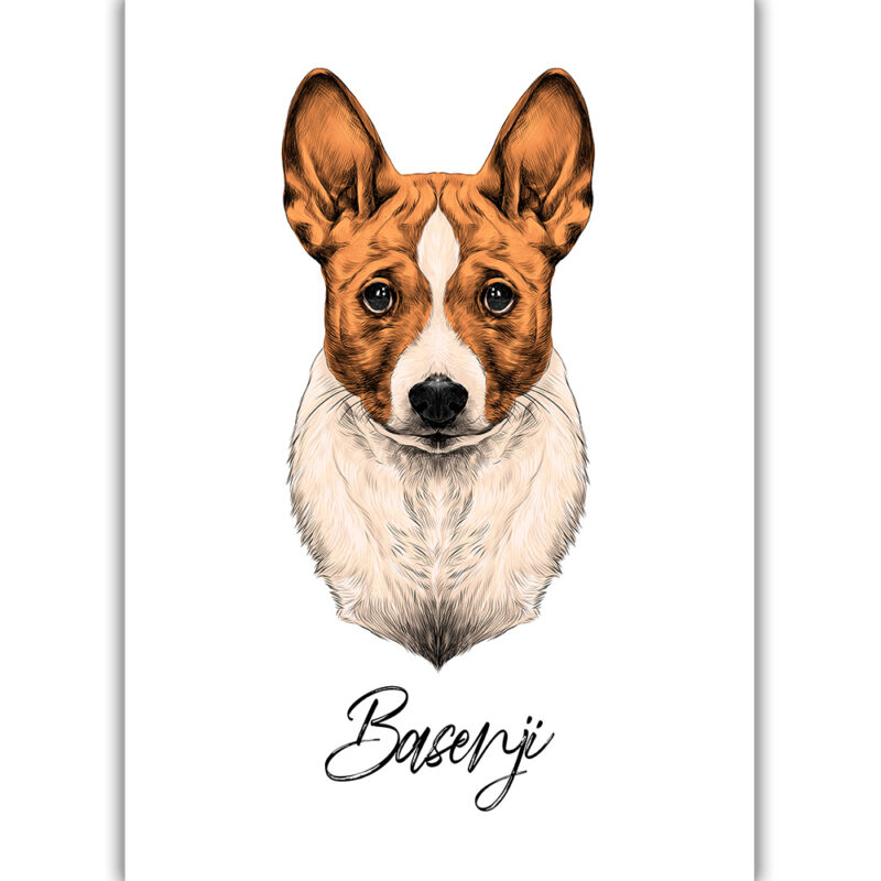 Basenji - Farvet