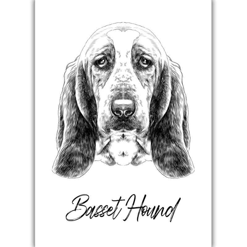 Basset Hound - Sort/Hvid