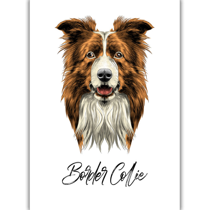 Border-Collie - Farvet