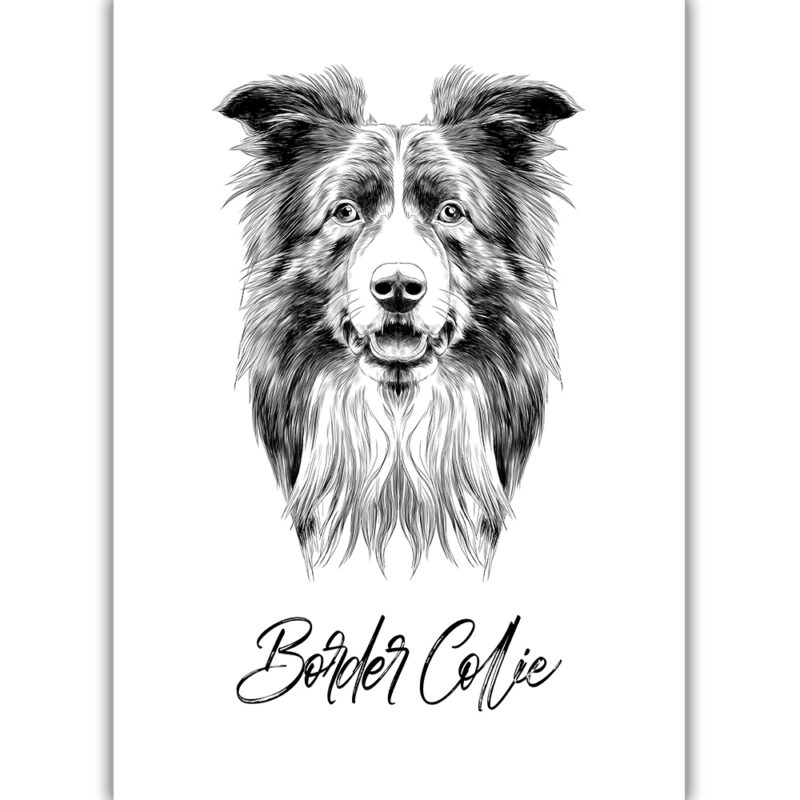 Border-Collie - Sort/Hvid